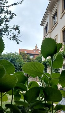 Bylinky, které milujeme