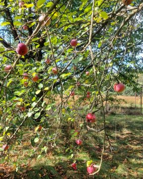 Ovocné destiláty jako základ ginu?