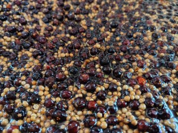 Botanicals v ginu